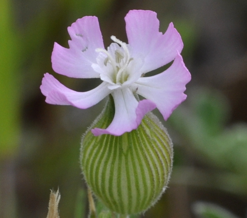 Image of Pleconax conica specimen.