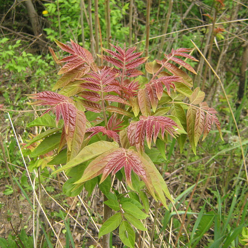 Изображение особи Ailanthus altissima.