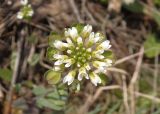 Microthlaspi perfoliatum. Соцветие. Украина, Запорожский р-н, Дурная балка, разнотравная степь. 13.04.2013.