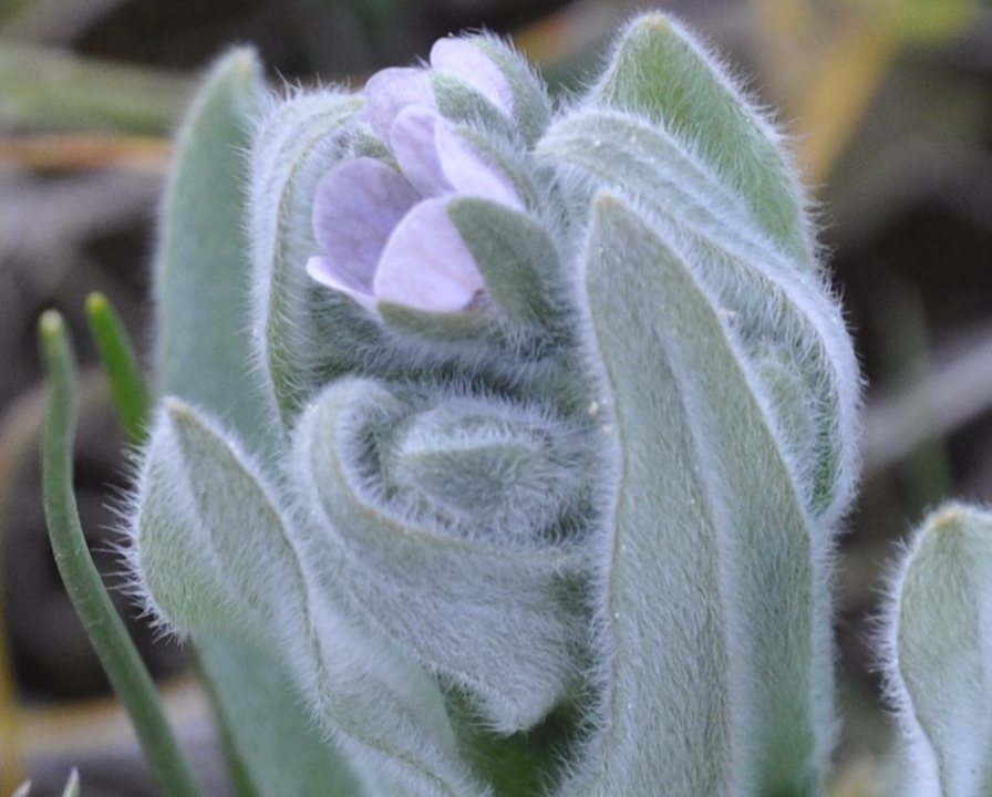 Image of Cynoglossum creticum specimen.