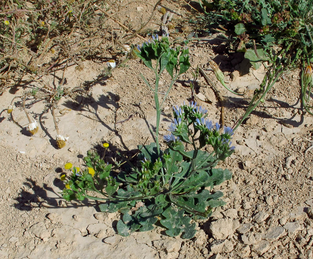 Image of Limonium lobatum specimen.
