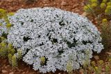 Iberis simplex. Цветущее растение в петрофитной степи. Севастополь, Караньское плато. 25.04.2013.