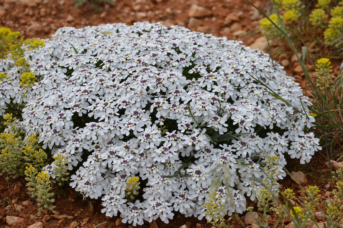 Image of Iberis simplex specimen.