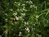 Cardamine amara. Верхушки цветущих растений. Курская обл., г. Железногорск, берег вдхр. на р. Погарщина. 18 мая 2007 г.