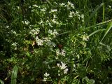 Cardamine amara