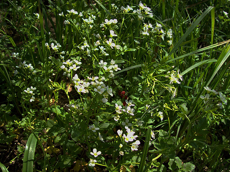 Изображение особи Cardamine amara.