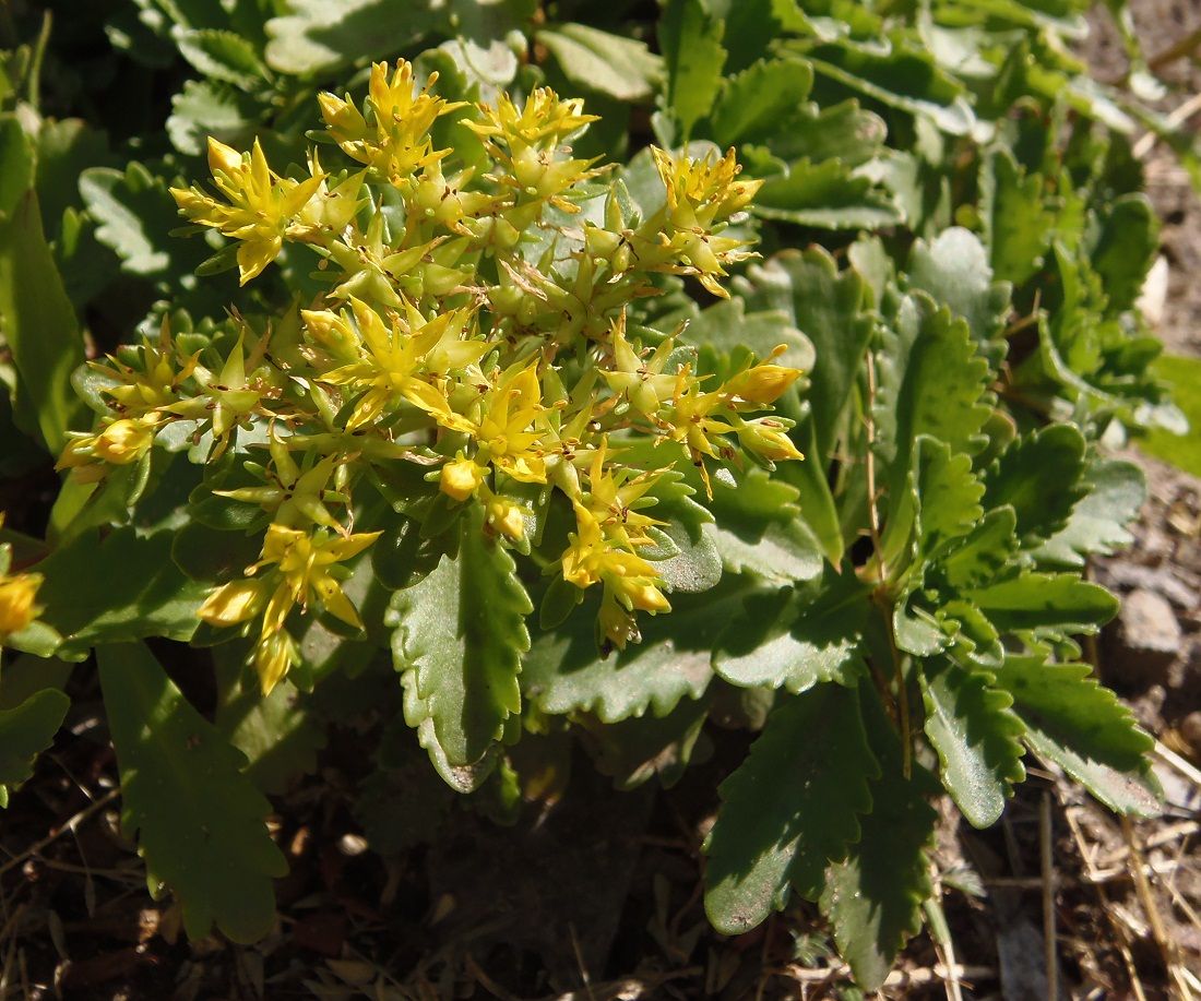 Image of Aizopsis hybrida specimen.