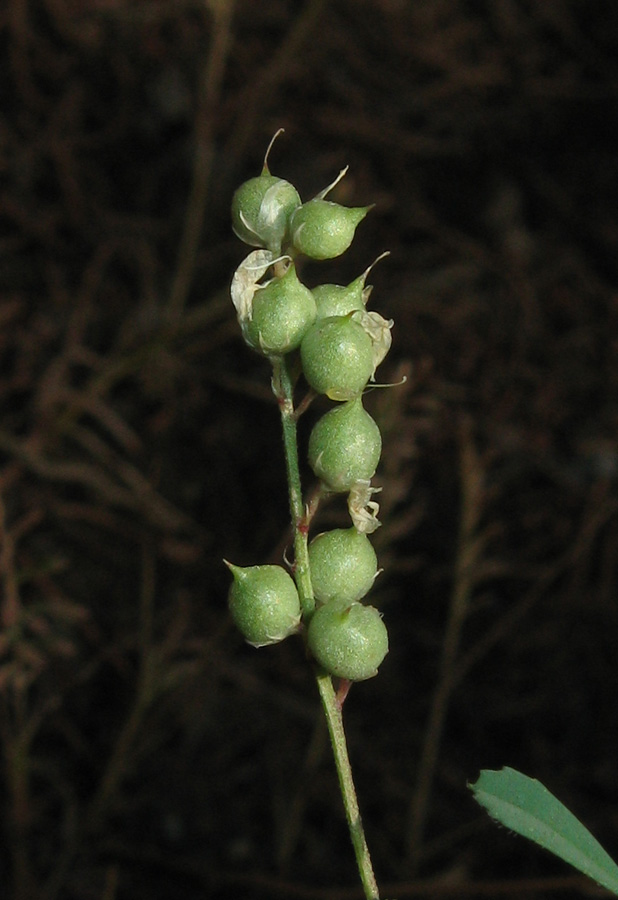 Изображение особи Melilotus neapolitanus.