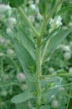 Linum hirsutum. Часть побега. Украина, г. Запорожье, балка возле пос. Солнечный. 02.06.2013.