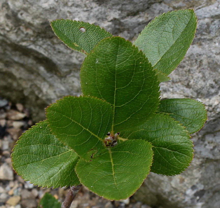 Image of Sorbus chamaemespilus specimen.
