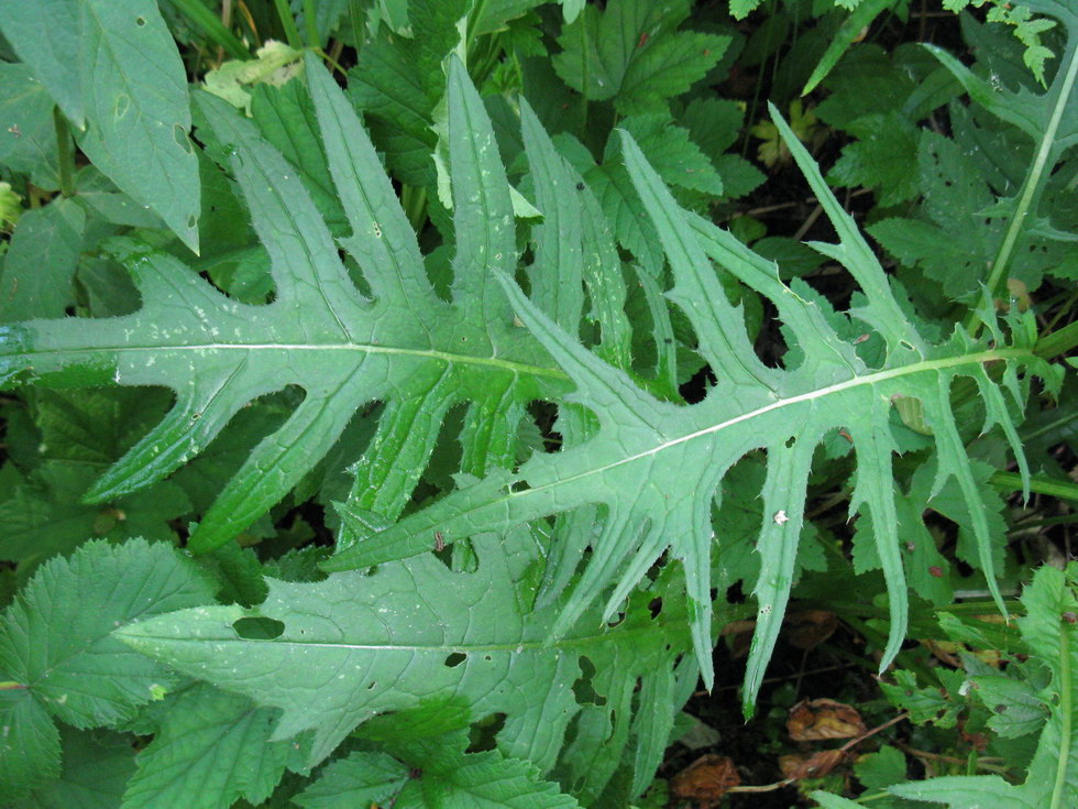 Image of Cirsium rivulare specimen.