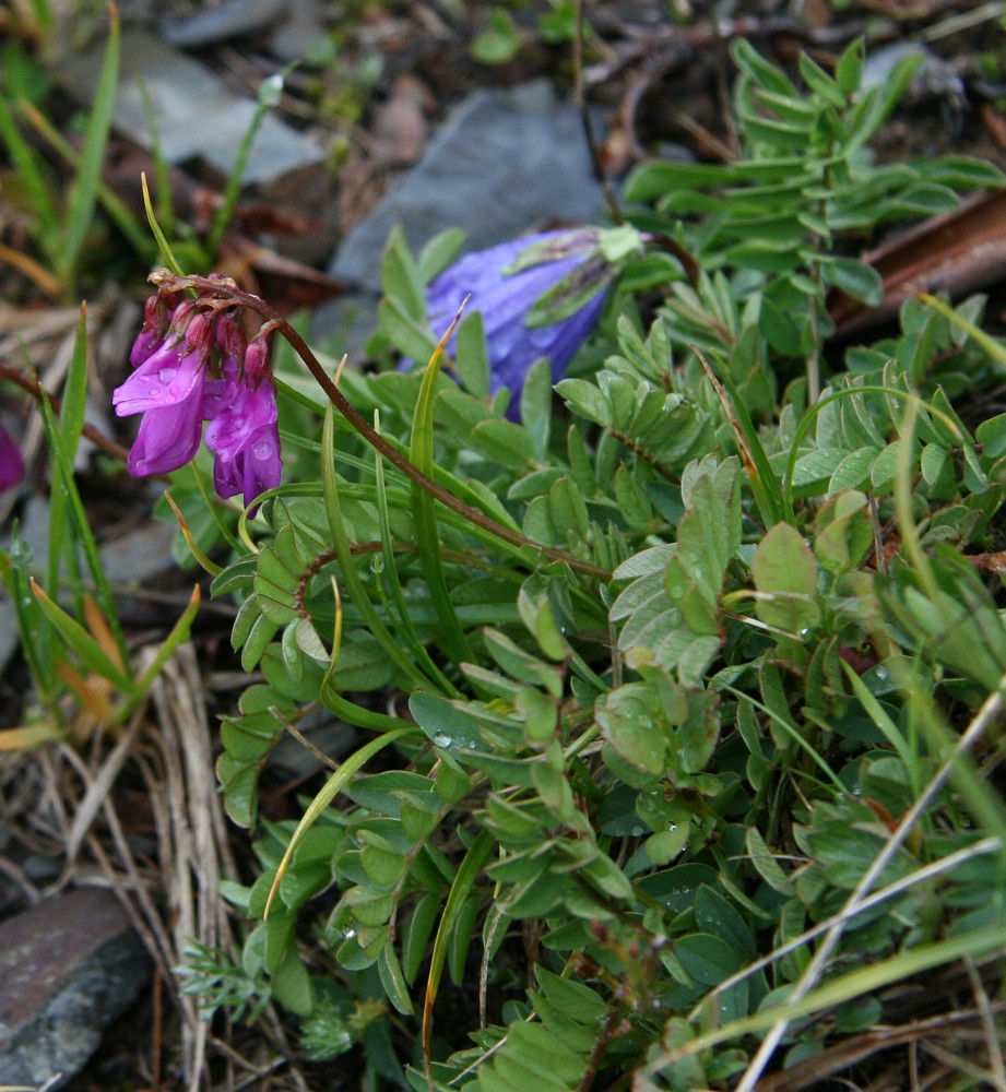 Image of Hedysarum caucasicum specimen.