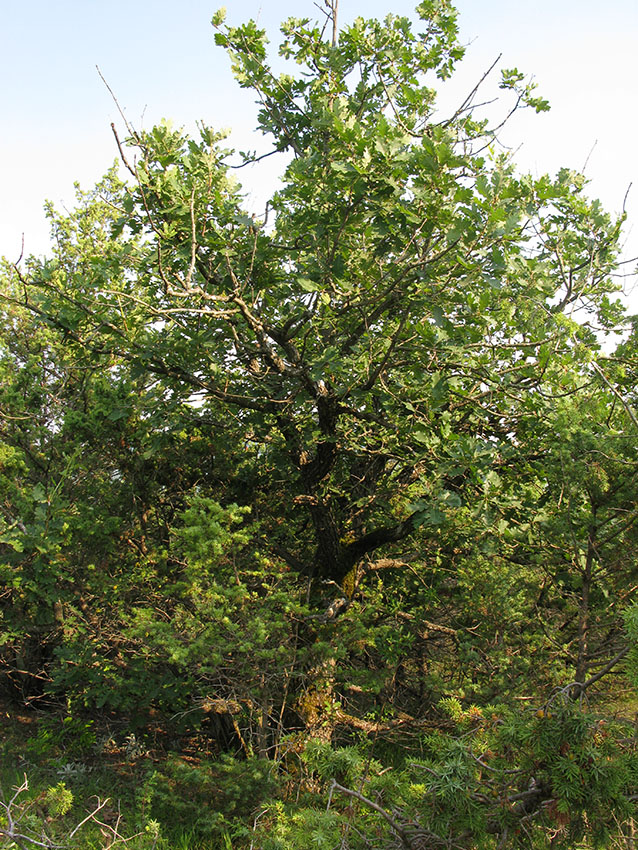 Изображение особи Quercus pubescens.