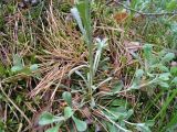 Antennaria dioica