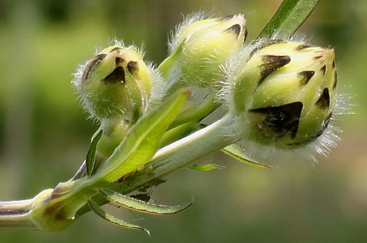Изображение особи род Cephalaria.