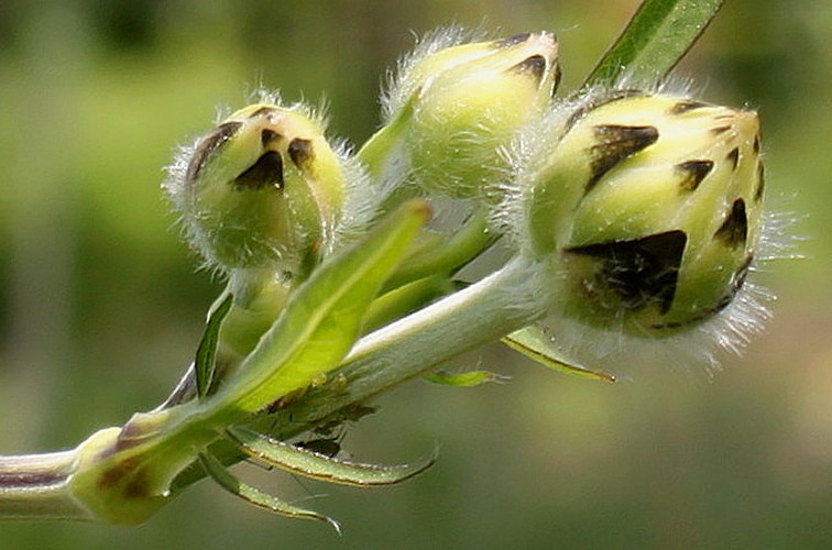 Image of genus Cephalaria specimen.