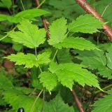 Actaea spicata