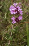 Thymus pallasianus