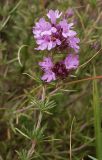 Thymus pallasianus. Верхушка цветущего растения. Ростовская обл., дельта Дона, окрестности хутора Полушкин, пески. 02.08.2012.