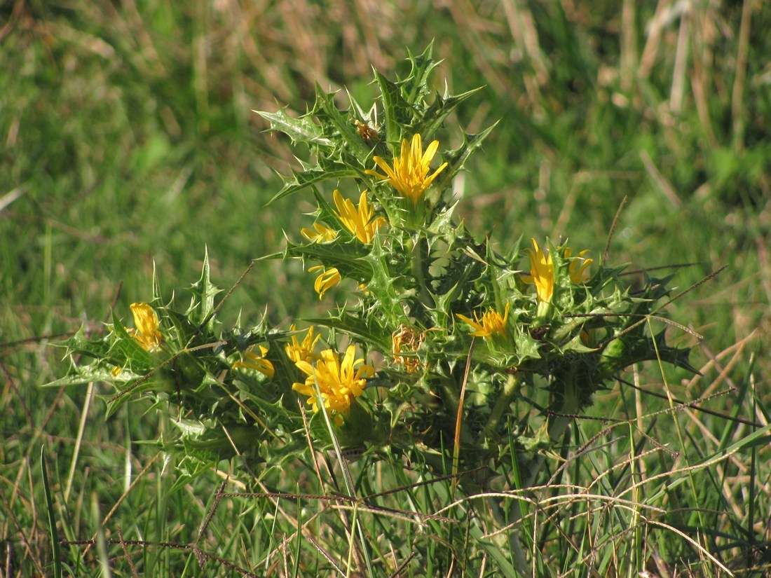 Изображение особи Scolymus hispanicus.