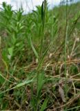 Polygala major