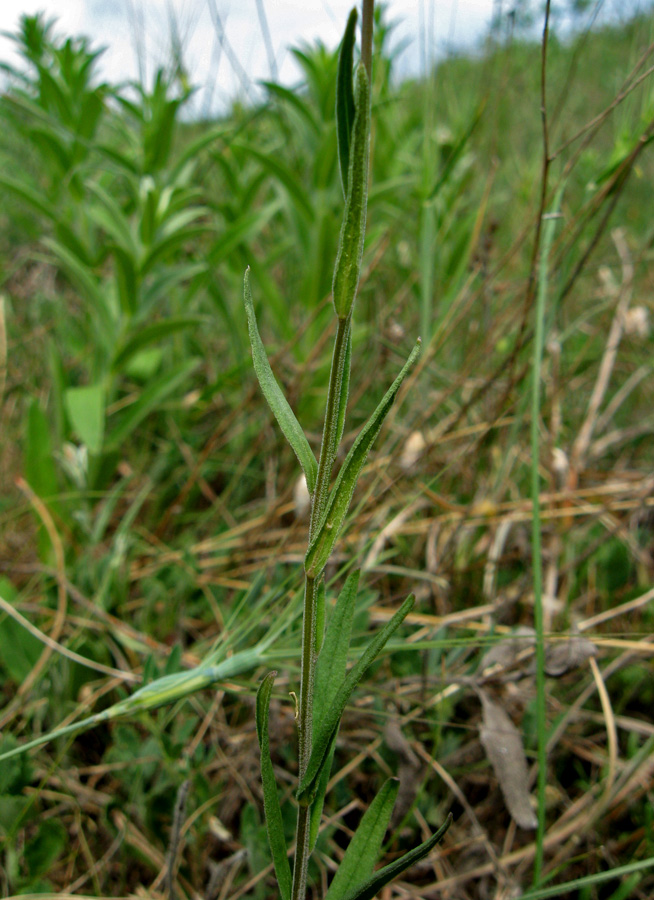 Image of Polygala major specimen.