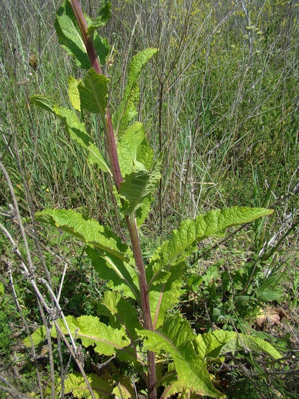 Изображение особи Verbascum lychnitis.