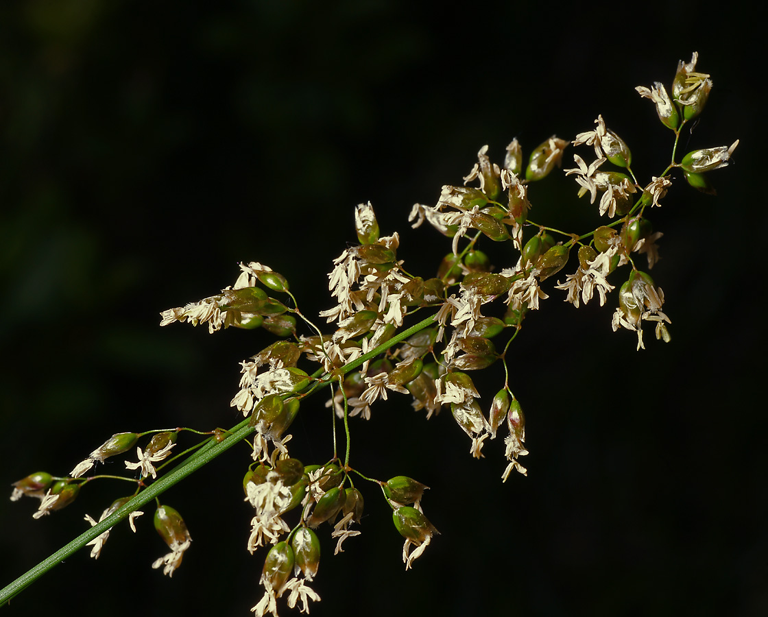 Изображение особи Hierochloe odorata.