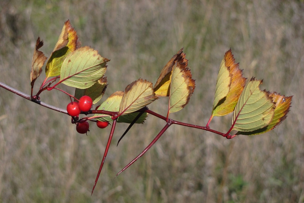 Изображение особи Crataegus crus-galli.