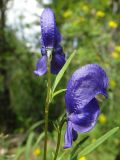 Aconitum ambiguum. Цветки верхней части соцветия. Республика Бурятия, Баунтовский эвенкийский р-н, окр. пос. Северный, долина р. Иннокан, лиственничная тайга, берег реки. 21.07.2013.