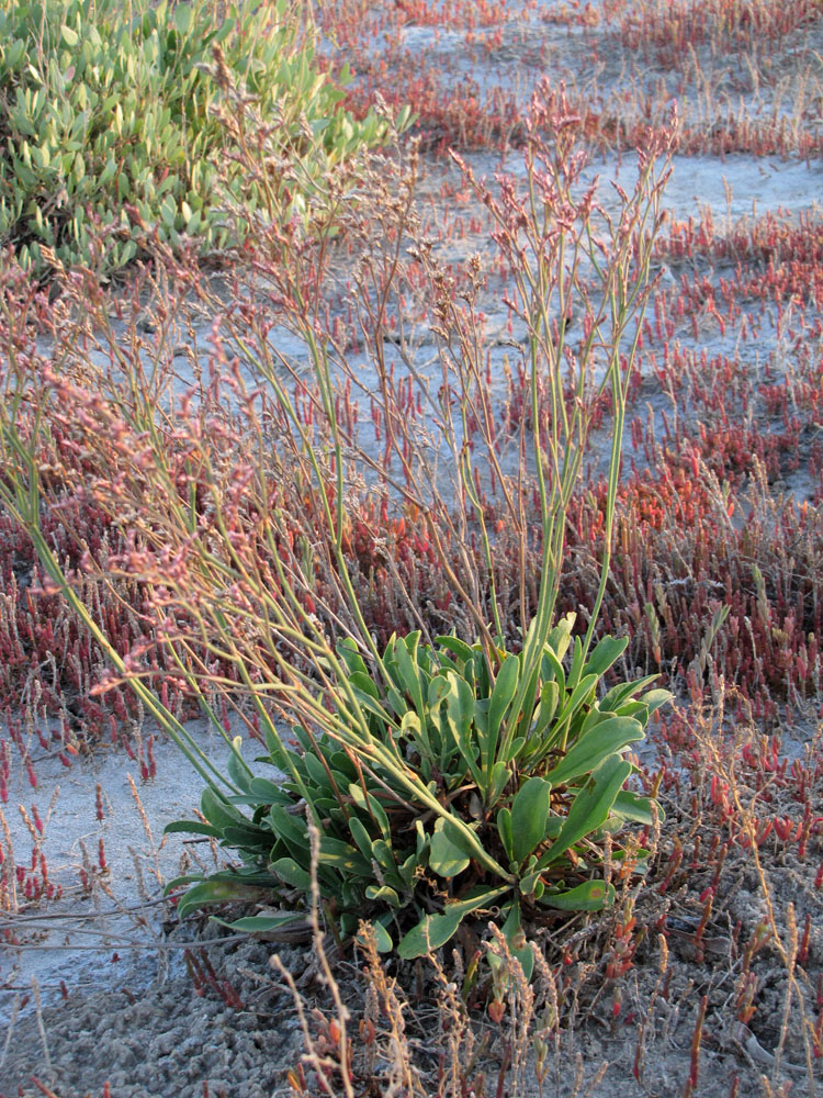 Image of Limonium × erectiflorum specimen.
