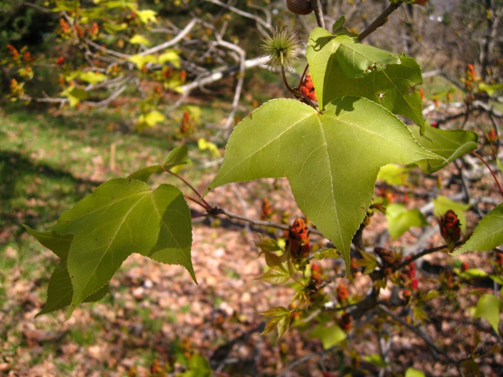 Image of Liquidambar formosana specimen.