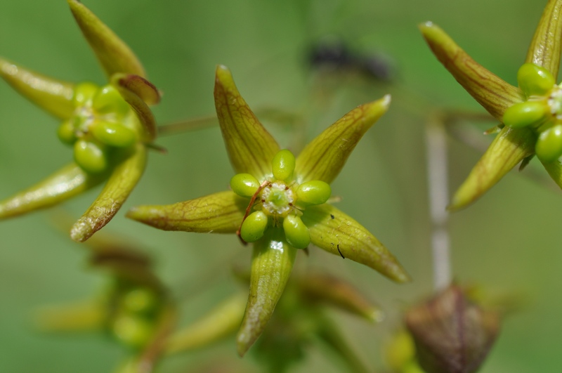 Image of Pycnostelma paniculatum specimen.