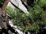 Juniperus davurica. Верхушка ветви. Хабаровский край, Ванинский р-н, скальные обнажения в долине р. Уини. 07.07.2013.