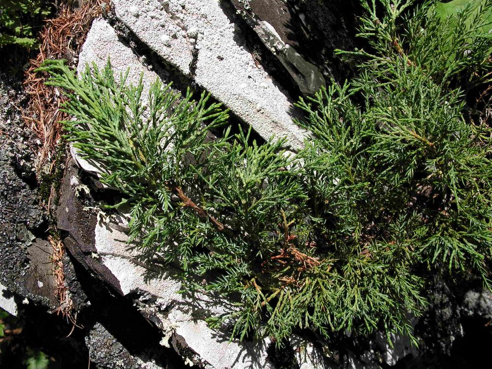 Image of Juniperus davurica specimen.