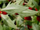 Blitum virgatum. Листья (вид на нижнюю поверхность). Германия, г. Дюссельдорф, Ботанический сад университета. 14.08.2013.