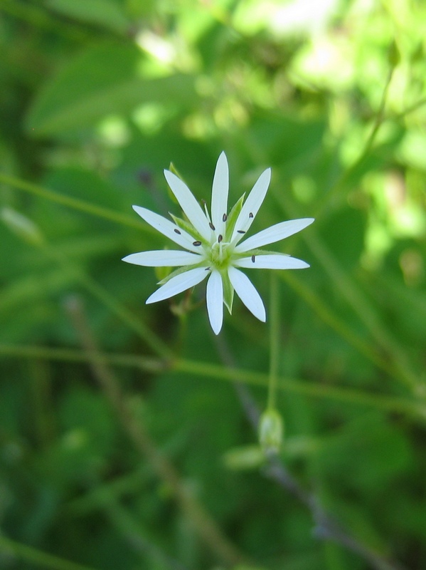 Изображение особи Stellaria graminea.