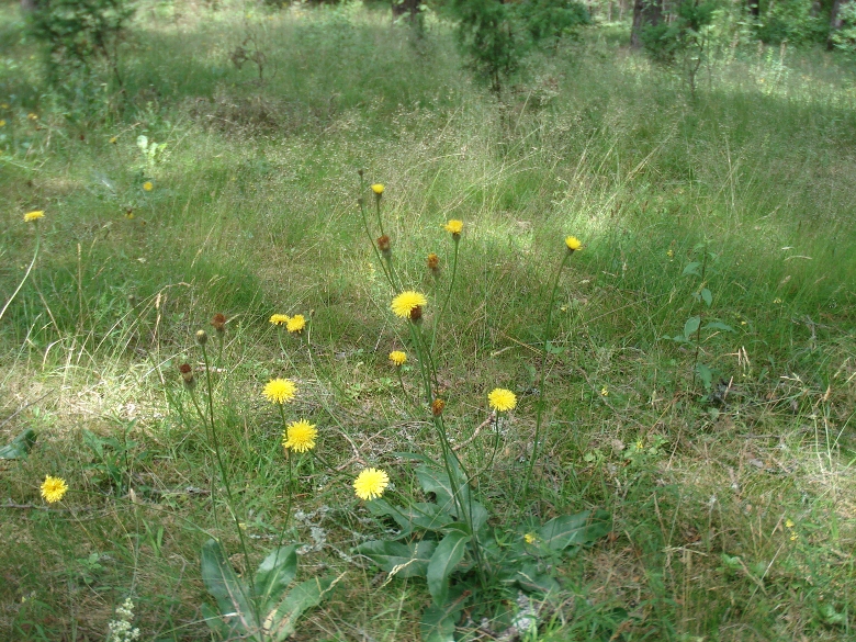 Изображение особи Trommsdorffia maculata.