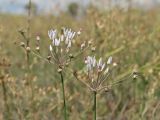 Allium inaequale