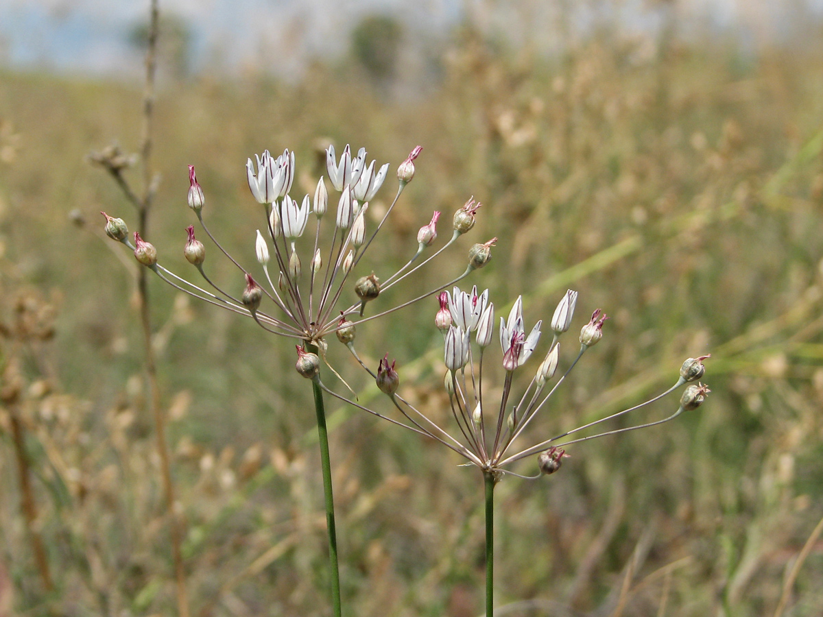 Изображение особи Allium inaequale.