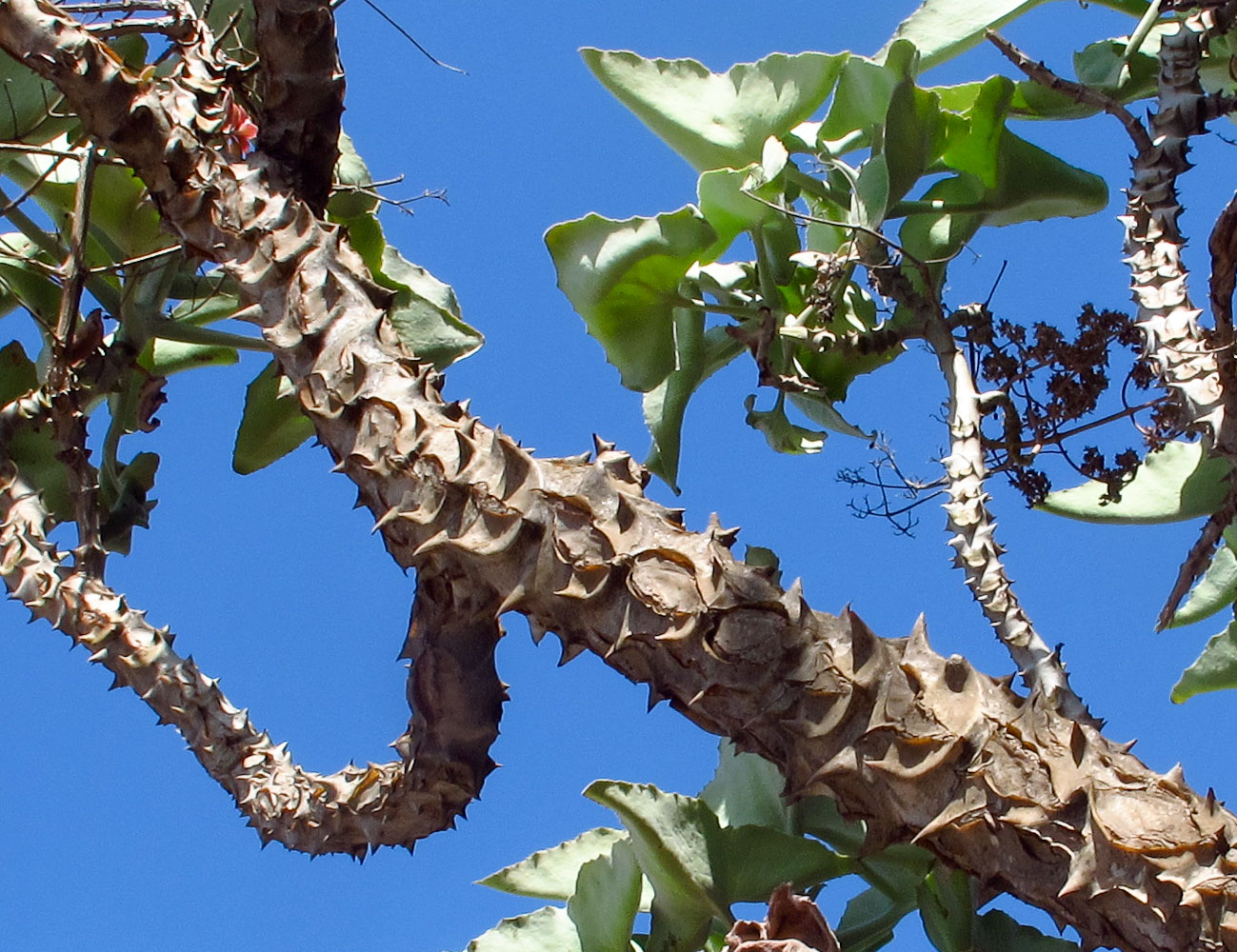 Image of Kalanchoe beharensis specimen.