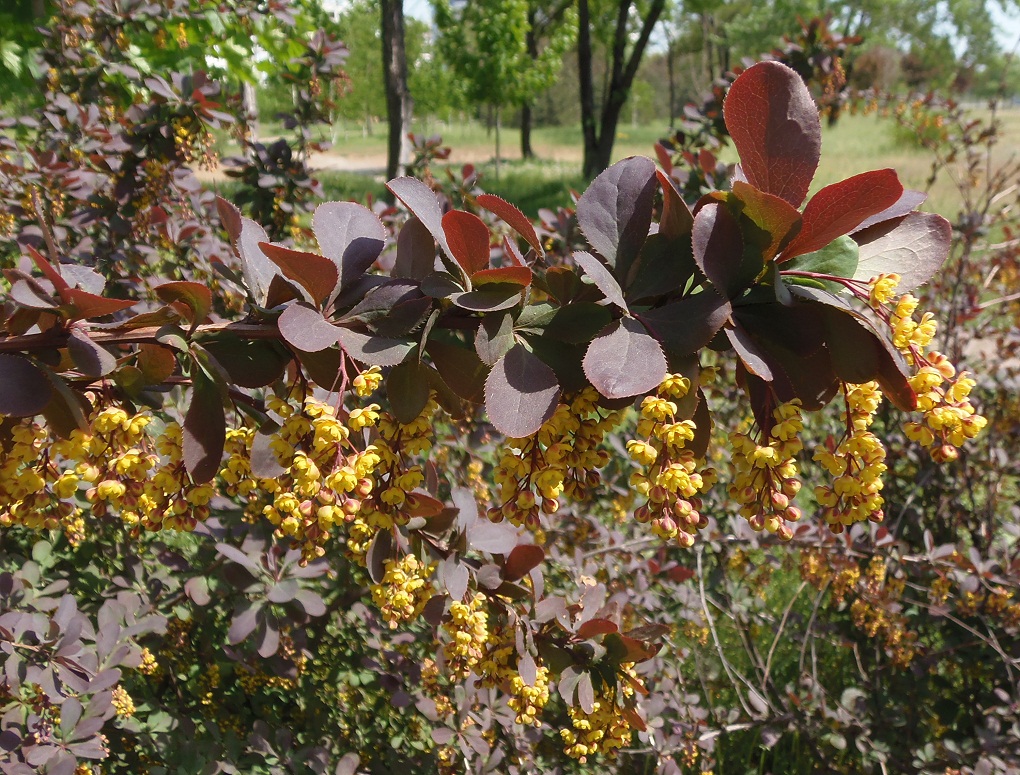 Изображение особи Berberis vulgaris.