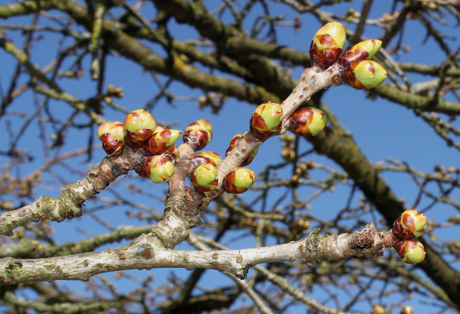Image of Prunus serrulata specimen.