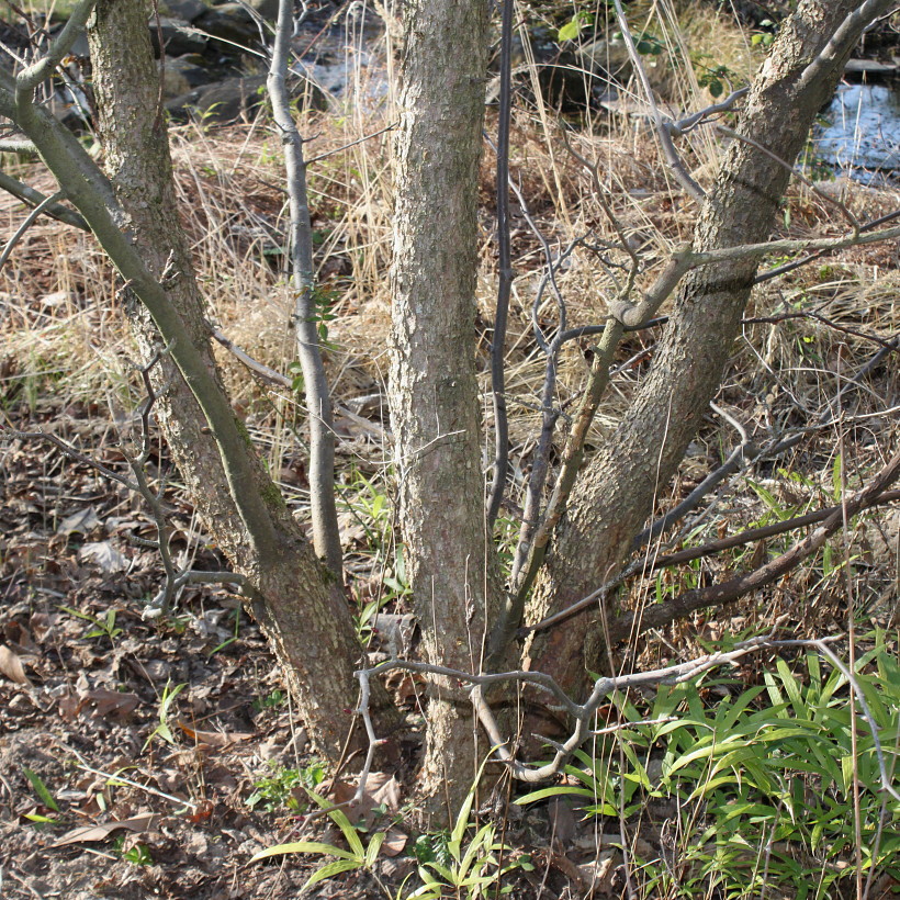 Image of Davidia involucrata var. vilmoriniana specimen.