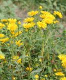 Inula britannica. Верхушки цветущих растений. Восточный Казахстан, Глубоковский р-н, окр. с. Бобровка, луг. 31.07.2012.