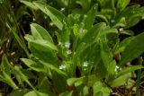 Myosotis sparsiflora