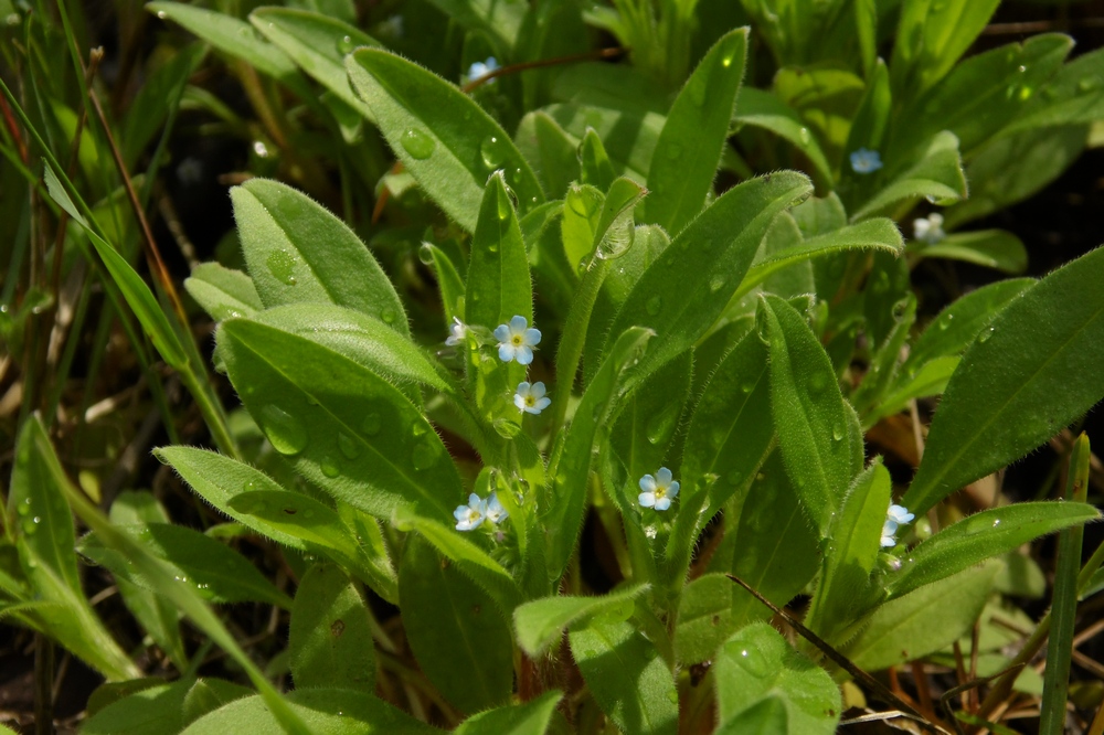 Изображение особи Myosotis sparsiflora.