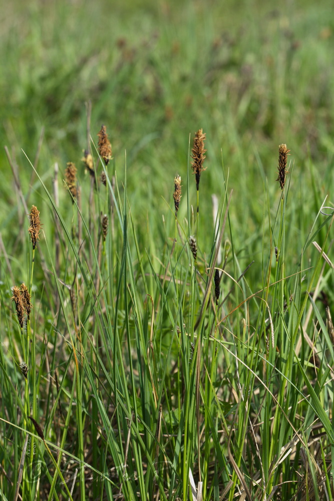 Image of Carex melanostachya specimen.