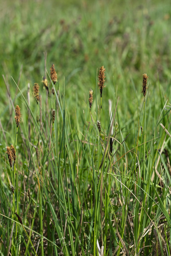 Изображение особи Carex melanostachya.