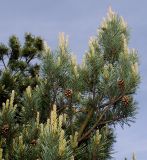 Pinus sylvestris
